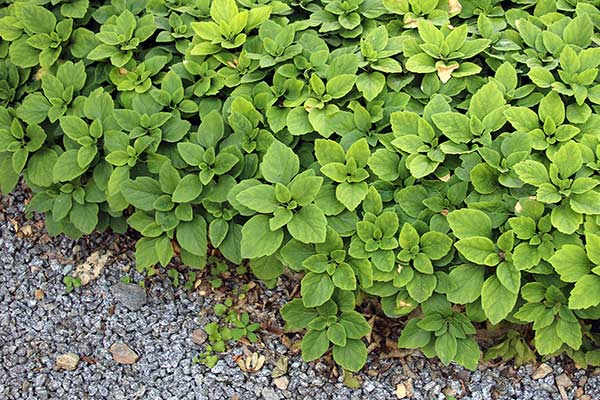 Runianka rozesłana (Pachysandra procumbens)