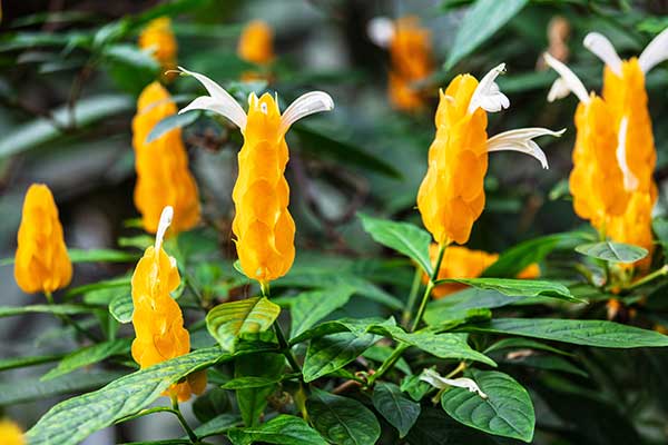 Pachystachys żółty (Pachystachys lutea)