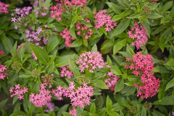 Piątak lancetowaty (Pentas lanceolata)