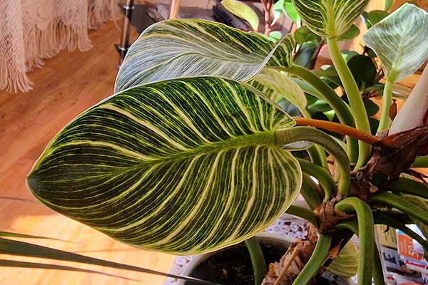  (Philodendron 'Birkin')