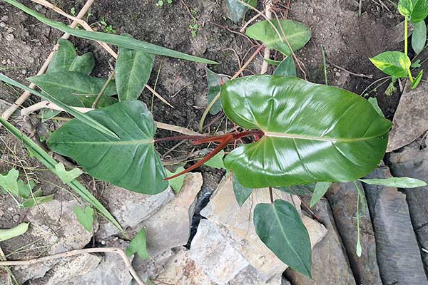 Filodendron czerwieniejący (Philodendron erubescens)