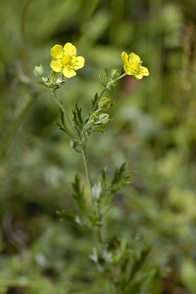 Pięciornik pagórkowy (Potentilla collina)