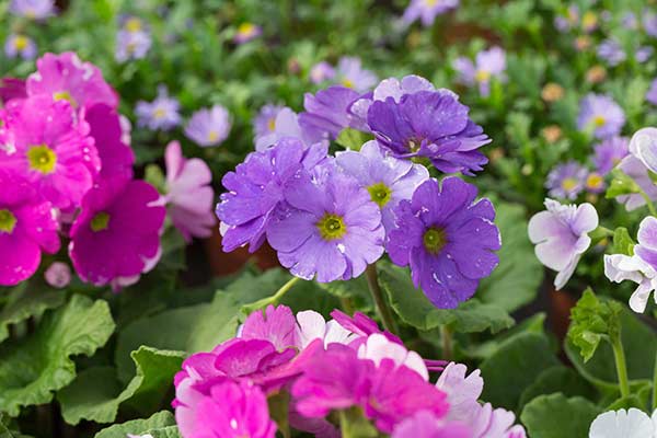 Pierwiosnek ślimakowaty (Primula malacoides)