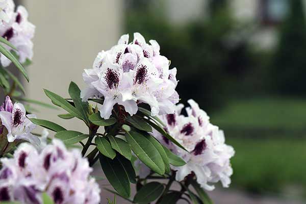  (Rhododendron 'Sappho')