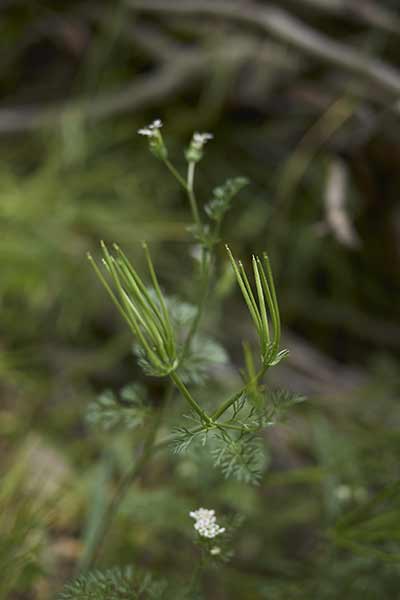 Czechrzyca grzebieniowata, trybulka grzebieniowata (Scandix pecten-veneris)