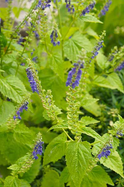  (Scutellaria lateriflora)