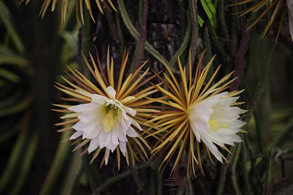 Królowa nocy, selenicereus wielkokwiatowy  (Selenicereus grandiflorus)