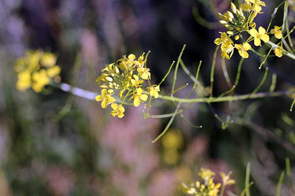 Stulisz Loesela (Sisymbrium loeselii)