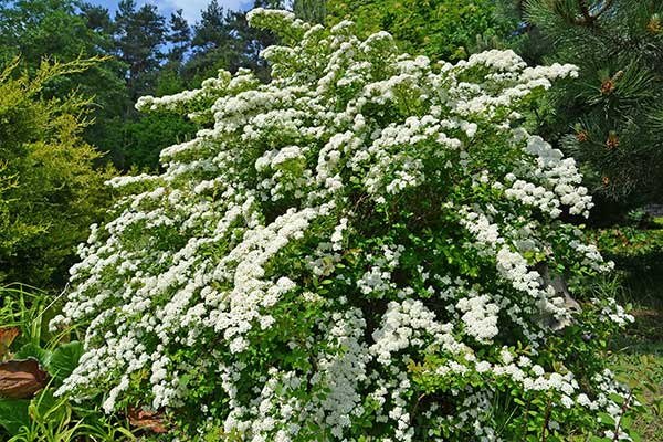 Tawuła dziurawcolistna (Spiraea hypericifolia)