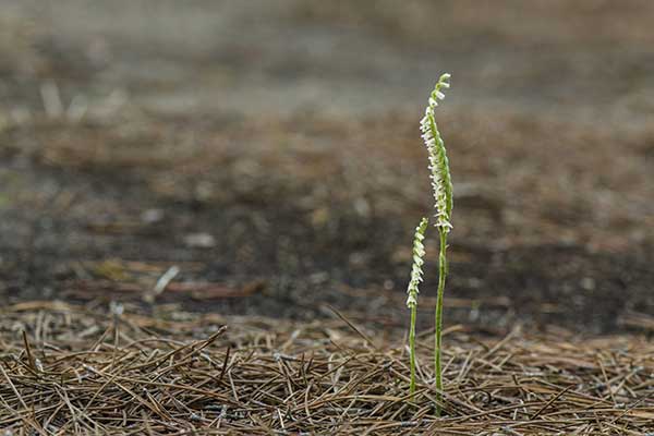 Kręczynka jesienna (Spiranthes spiralis)