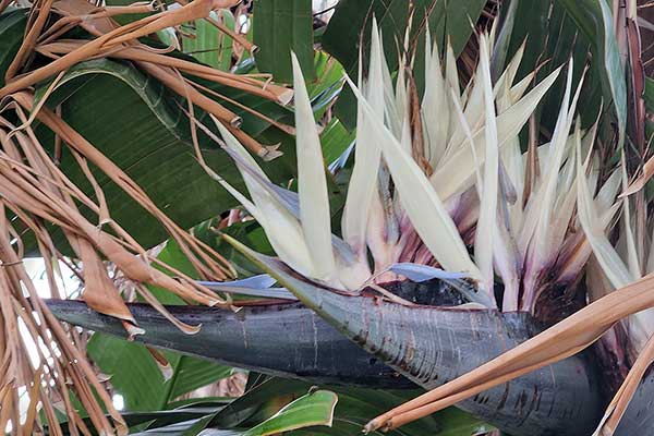 Strelicja biała (Strelitzia nicolai)