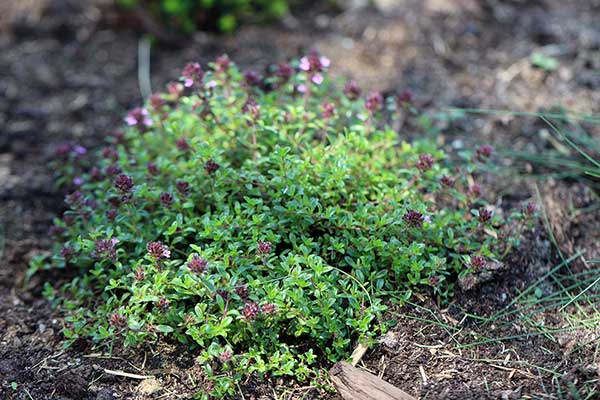 Macierzanka Doeflera (Thymus doerfleri)