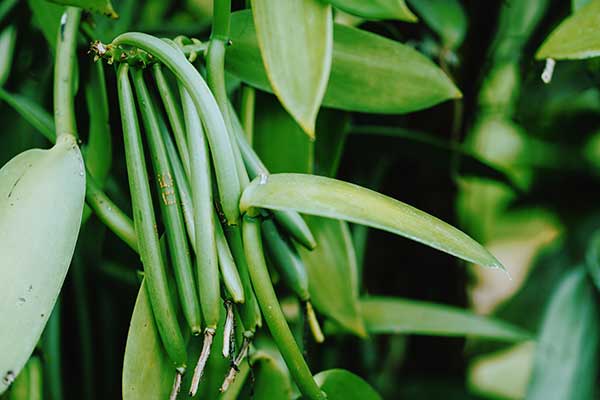 Wanilia płaskolistna (Vanilla planifolia)