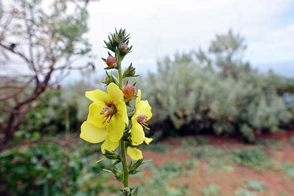 Dziewanna rózgowata (Verbascum virgatum)