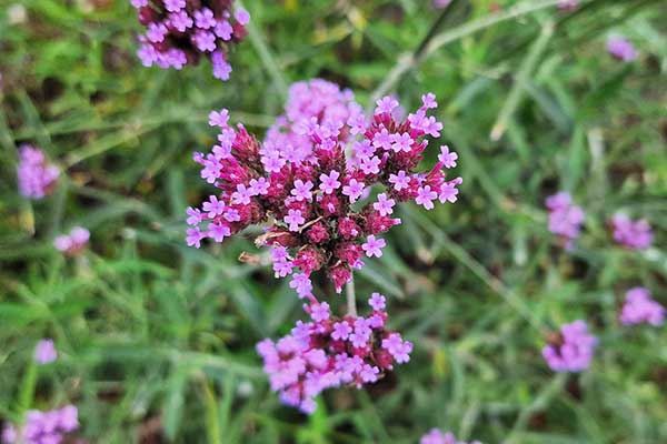 Werbena patagońska (Verbena bonariensis)