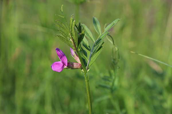 Wyka wąskolistna (Vicia angustifolia)