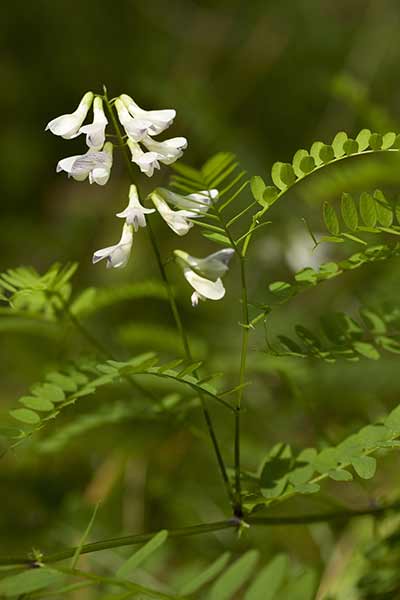 Wyka leśna (Vicia sylvatica)