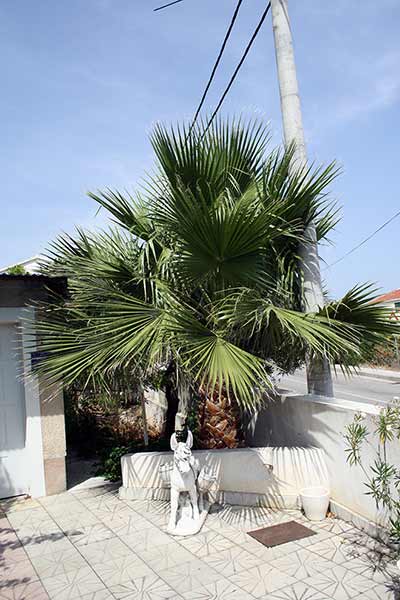 Waszyngtonia mocna (Washingtonia robusta)