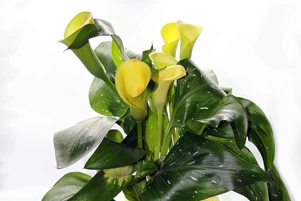 Kalia żółta (Zantedeschia albomaculata)