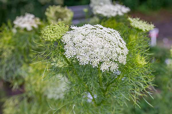 Aminek egipski (Ammi visnaga)