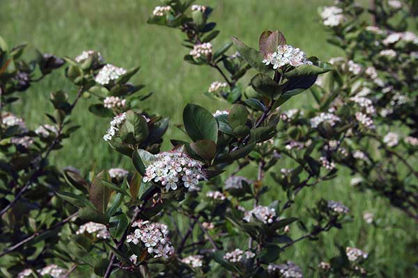 Aronia