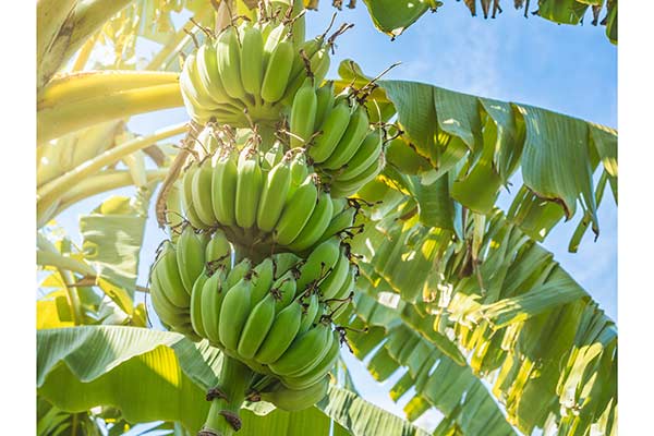 Banan właściwy, banan zwyczajny, pizang (Musa paradisiaca)