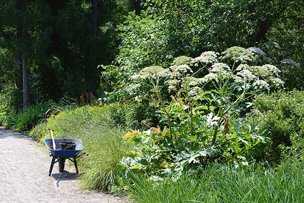 Barszcz mantegazyjski, barszcz Mantegazziego (Heracleum mantegazzianum)