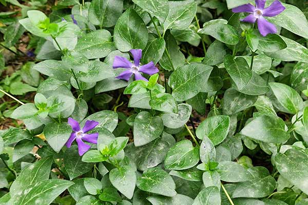 Barwinek większy (Vinca major)