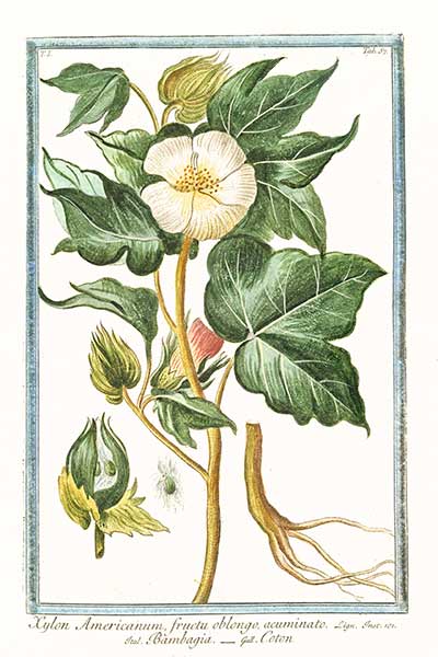 Bawełna indyjska (Gossypium herbaceum)