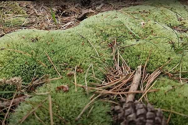 Bielistka siwa, modrzaczek siny (Leucobryum glaucum)