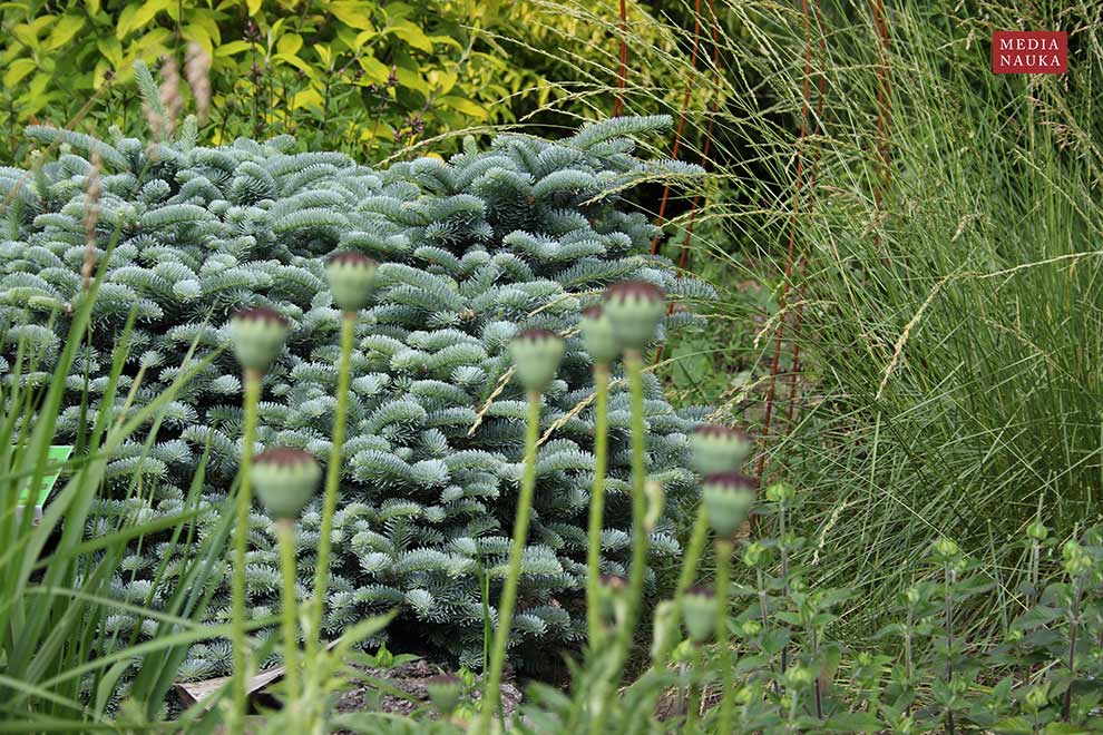 jodła szlachetna (Abies procera)