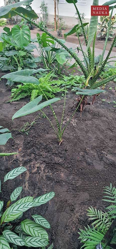 alokazja pasiasta (Alocasia zebrina)