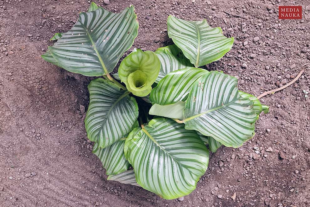 Calathea orbifolia