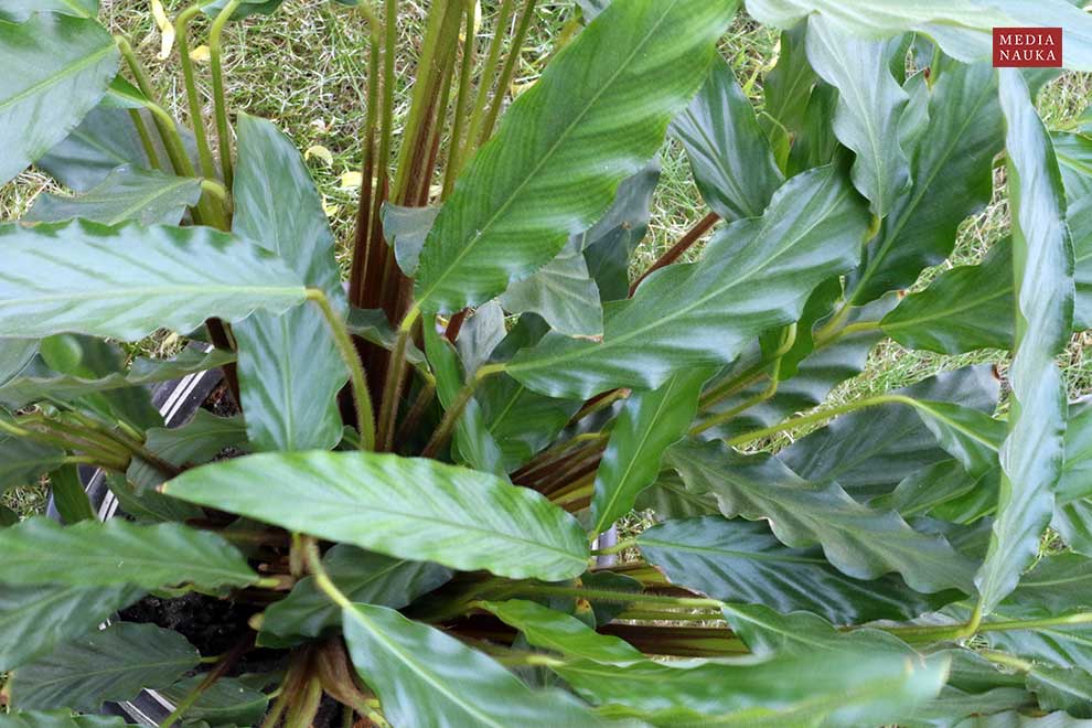 kalatea falistolistna (Calathea rufibarba)