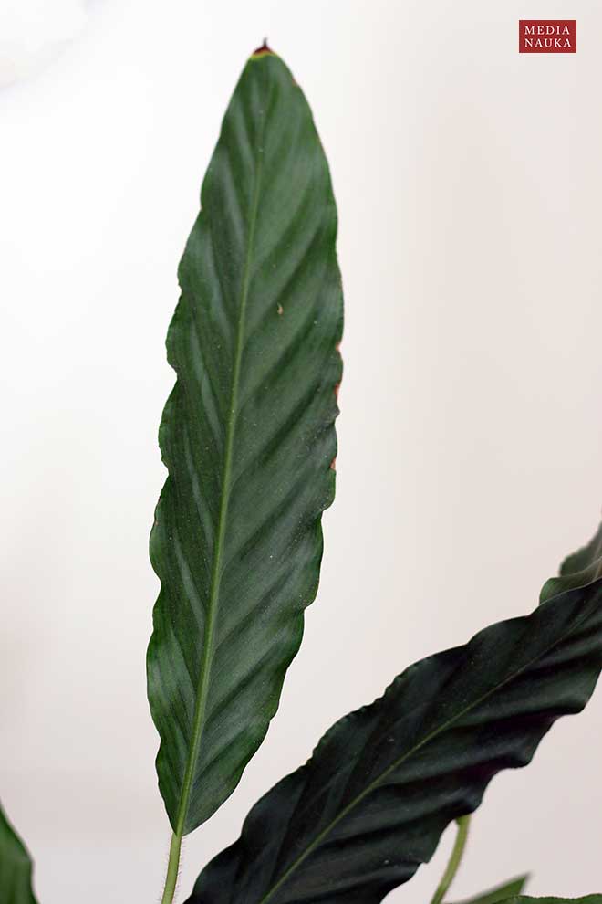 kalatea falistolistna (Calathea rufibarba)