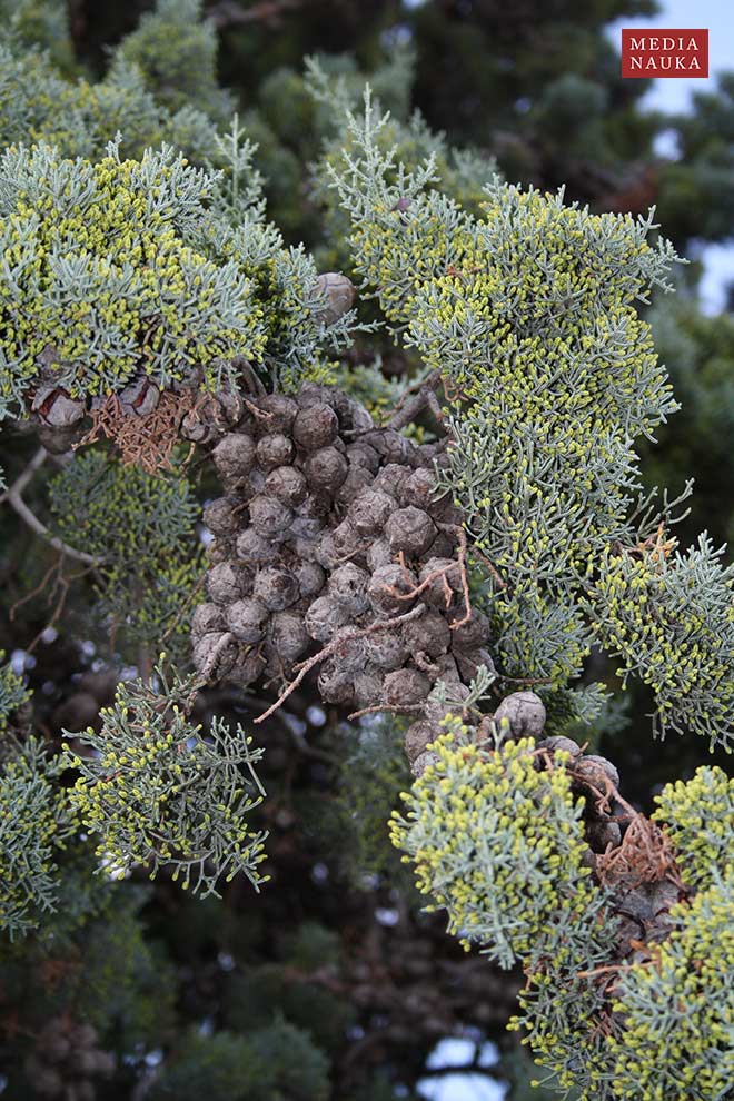 cyprys arizoński (Cupressus arizonica)