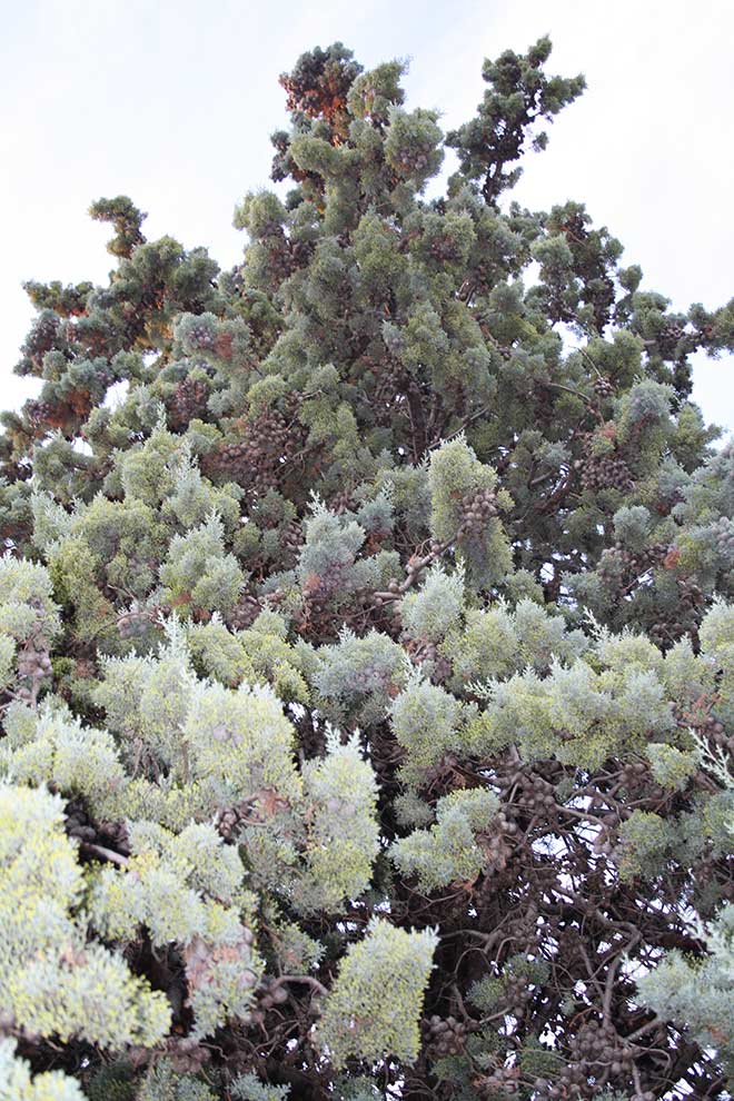 cyprys arizoński (Cupressus arizonica)