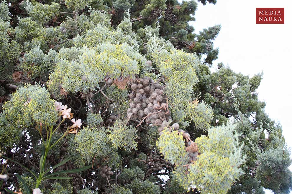 cyprys arizoński (Cupressus arizonica)