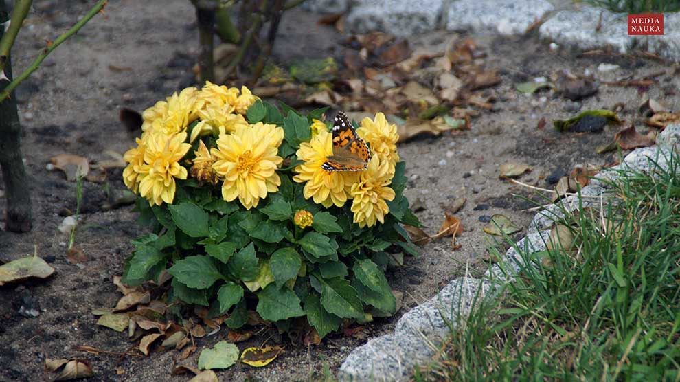 dalia zmienna, georginia ogrodowa (Dahlia pinnata)