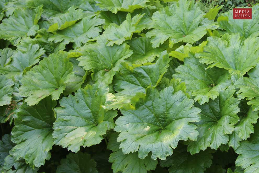 tarczownica tarczowata (Darmera peltata)