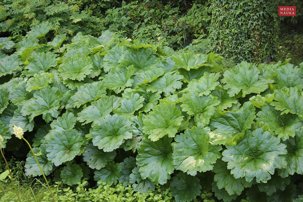 tarczownica tarczowata (Darmera peltata)