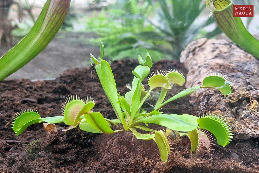 muchołówka amerykańska (Dionaea muscipula)