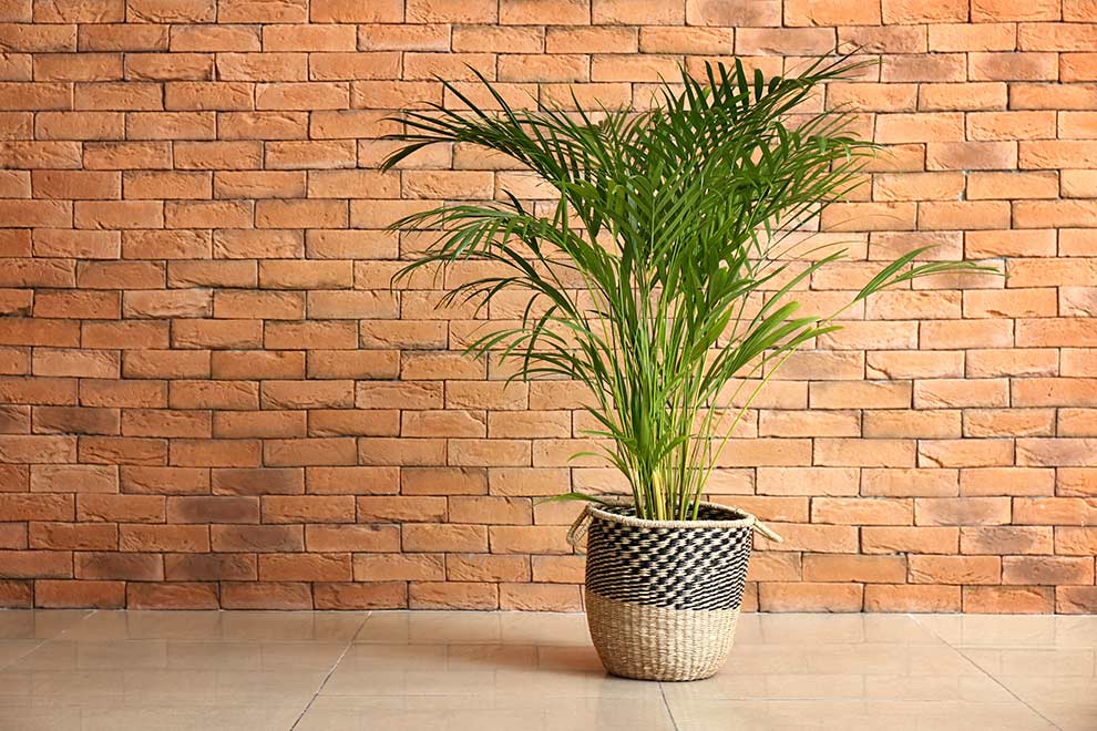 areka żółtawa (Dypsis lutescens)