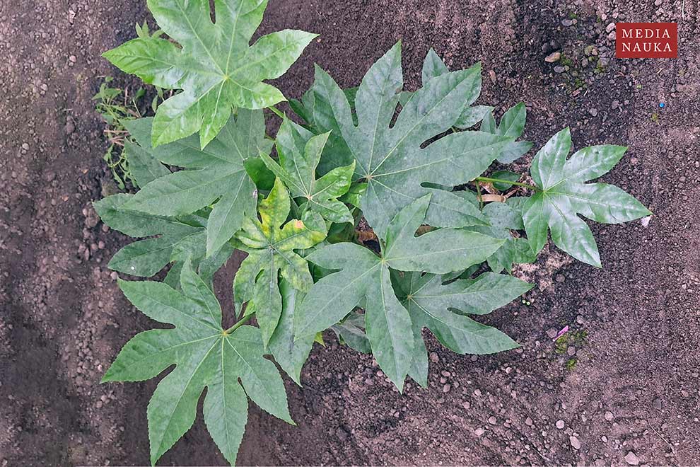 fatsja japońska (Fatsia japonica)