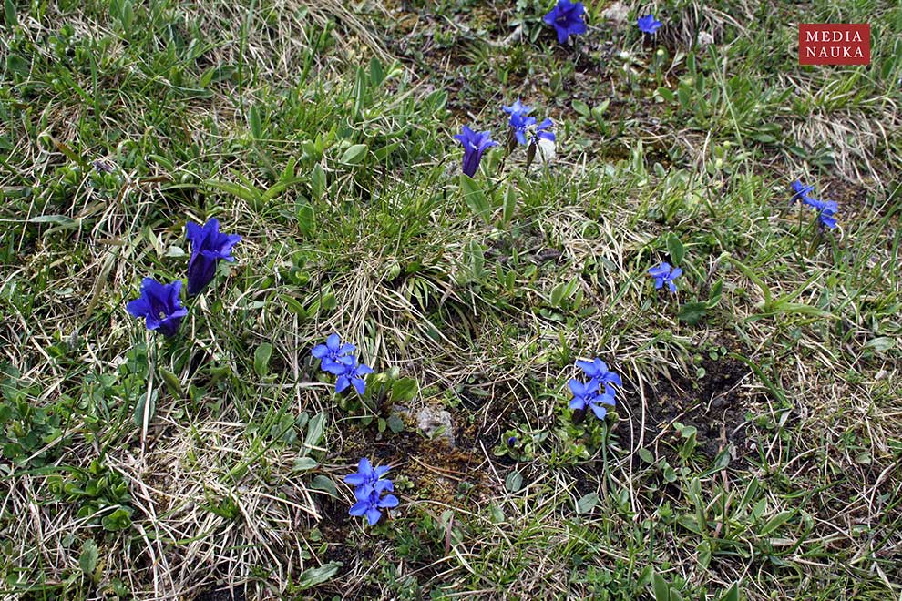 goryczka krótkołodygowa, goryczka Klusjusza (Gentiana clusii)