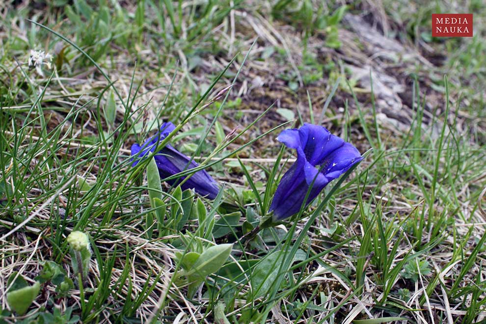 goryczka krótkołodygowa, goryczka Klusjusza (Gentiana clusii)