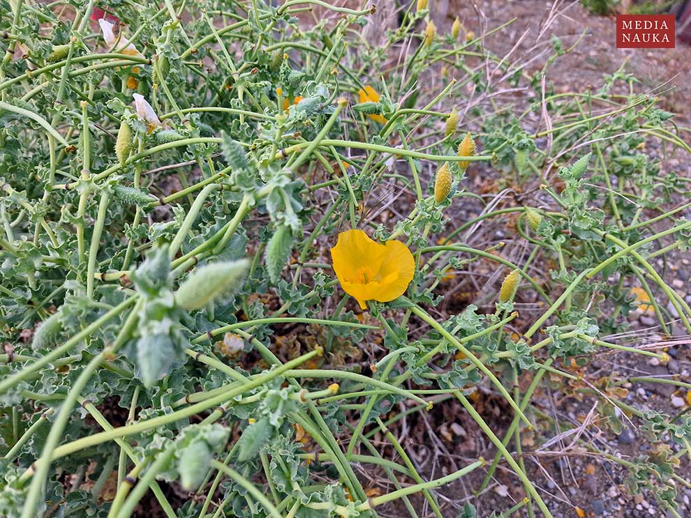 siwiec żółty (Glaucium flavum)