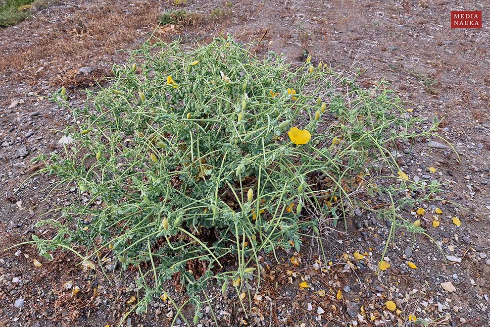 siwiec żółty (Glaucium flavum)