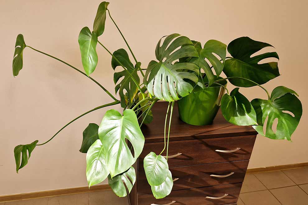 monstera dziurawa  (Monstera deliciosa)