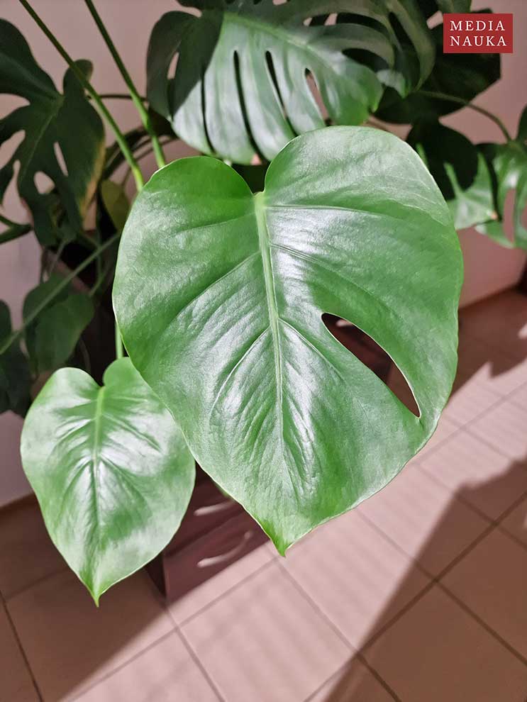 monstera dziurawa 